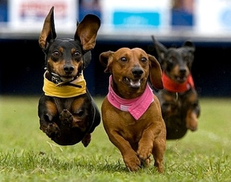 Photo of Join Boerne for Sizzlin’ Fun
