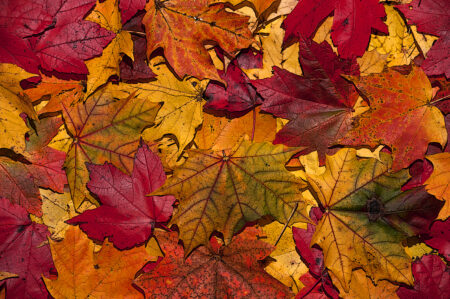 Photo of Boerne November 2015 Events – A Season of Fun in Boerne
