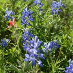 Bluebonnets-2-150x150  