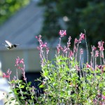 Spring Road Trips in The Texas Hill Country