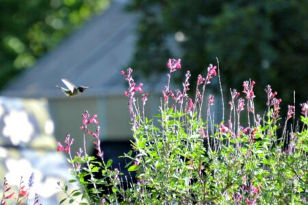 Photo of Spring Road Trips in The Texas Hill Country