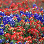 Bluebonnets in the Texas Hill Country