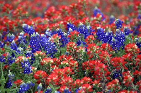 Photo of Bluebonnets in the Texas Hill Country