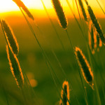 Soak up Summer in Boerne! - August Events