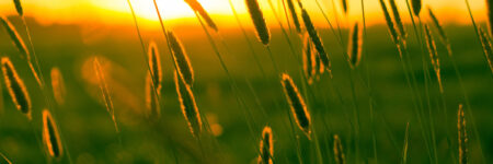 Photo of Soak up Summer in Boerne! – August Events