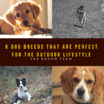 8 Dog Breeds That Are Perfect for the Outdoor Lifestyle