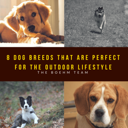 Photo of 8 Dog Breeds That Are Perfect for the Outdoor Lifestyle