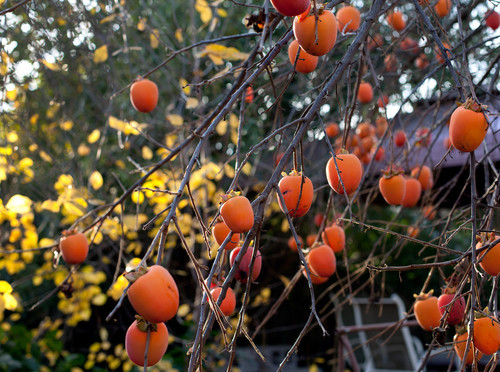 fruit-trees-and-plants  