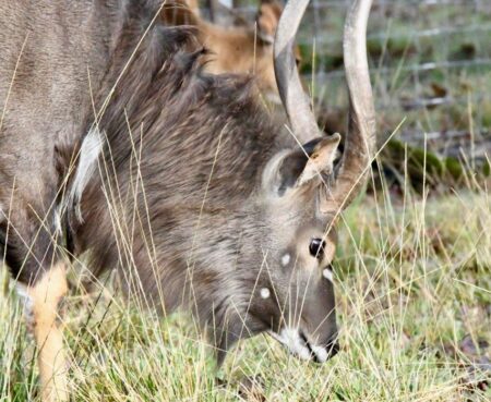 Photo of Texas Ranches Market Update March 6 2018