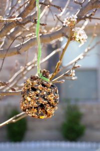 Bird-feeders-200x300  