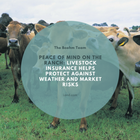 Photo of Peace of Mind on the Ranch: Livestock Insurance Helps Protect Against Weather and Market Risks