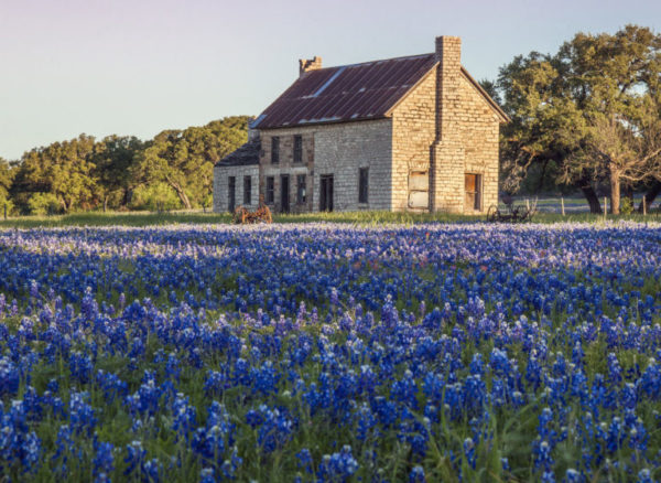 Texasbluebonnets-1-768x561-600x438  