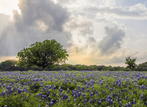 Texashillcountrybluebonnets2018wherelocationstosee-1-768x561-1-600x438  