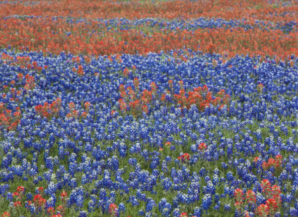 Texashillcountrybluebonnets2018wherelocationstosee-768x561-600x438  