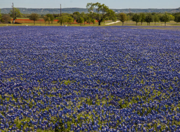 Texashillcountrybluebonnets2018wherelocationstoseewhen-768x561-600x438  