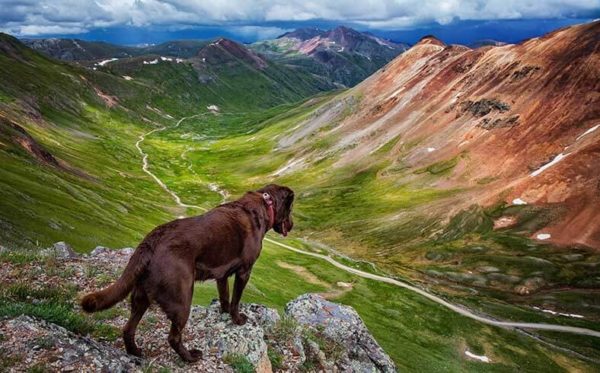 dog-hiking-in-mountains_shutterstock_457921924-600x373  