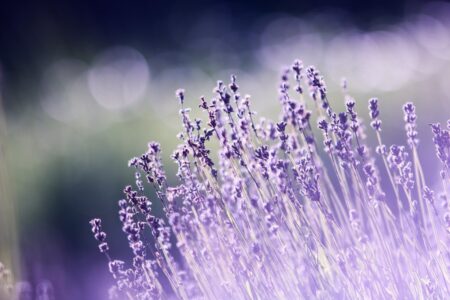 Photo of 14th Annual Blanco Lavender Festival