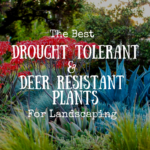 The Best Drought Tolerant & Deer Resistant Plants for Landscaping