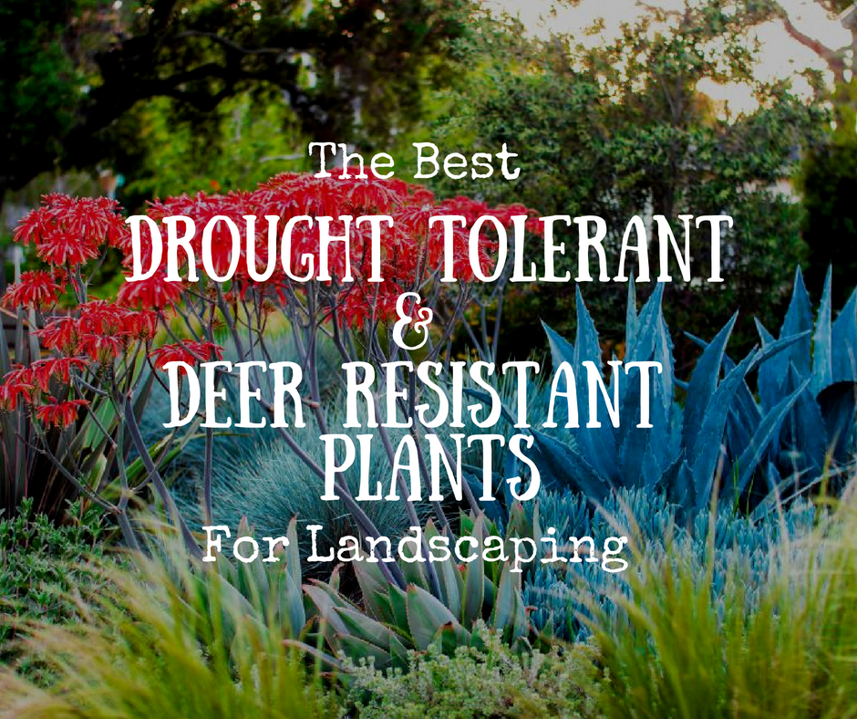 Deer Resistant Plants For Landscaping, Best Drought Resistant Landscapes