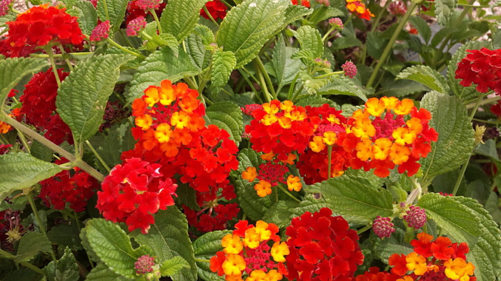 Lantana-red-flowers-1024x576  