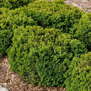 green_velvet_boxwood_1200x-300x300  