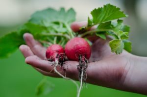 healthy-vegetables-restaurant-nature-300x199  