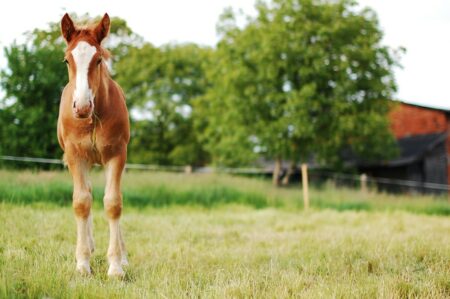 Photo of What the New Tax Law Means for Agriculture & Rural Landowners