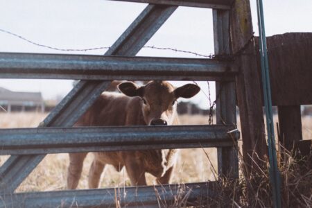 Photo of The Pleasures & Treasures of Owning Rural Lands in Texas