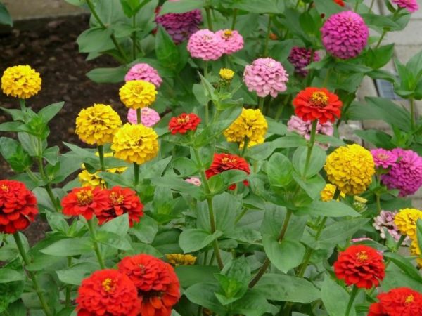 zinnia-59911_1920-600x450  