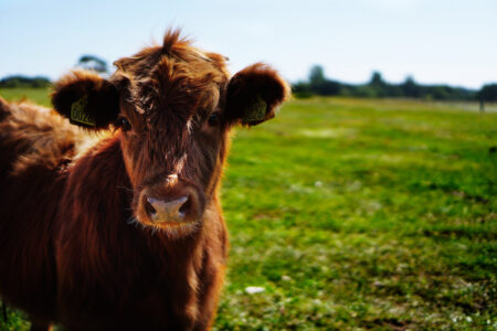 Photo of What’s the Difference Between a Farm and Ranch?