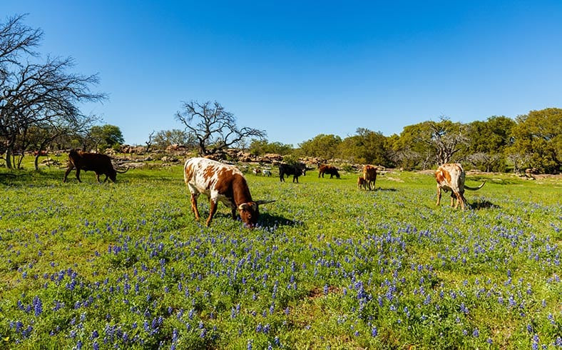 What’s the Difference Between a Farm and Ranch? - Boerne Real Estate ...