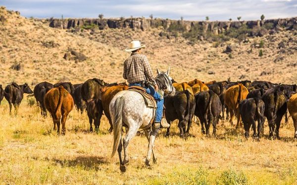 cowboy-herding-cattle-on-ranch_shutterstock_1018279978-600x373  