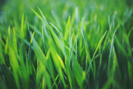 Photo of 3 Lawn Care Practices You Can Do Yourself
