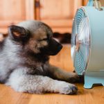 Everything You Need to Know About Cooling Your Home