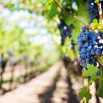How to Start Your Own Vineyard