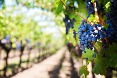 Photo of How to Start Your Own Vineyard