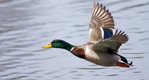 ftd-tx-duck-300x161  