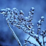 How to Protect Your Plants During A Freeze