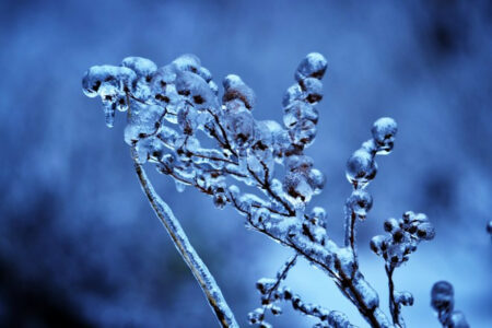 Photo of How to Protect Your Plants During A Freeze