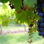 3 Wineries for Sale in the Texas Hill Country