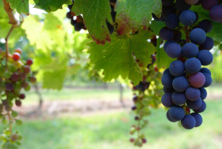 Photo of 3 Wineries for Sale in the Texas Hill Country