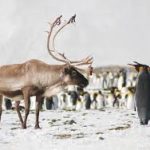 reindeer-150x150  