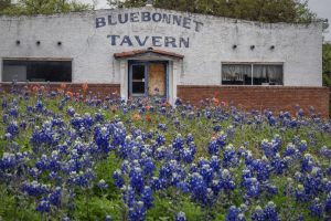 texasbluebonnets2020-300x200  