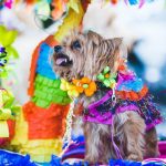 Fiesta San Antonio Events