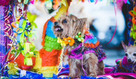 Photo of Fiesta San Antonio Events