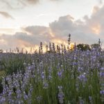 Blanco Lavender Festival
