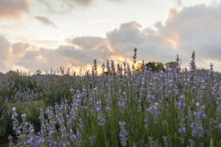 Photo of Blanco Lavender Festival