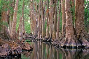 Cibolo-Nature-Center-300x200 Things to do in Boerne Cibolo-Nature-Center-300x200