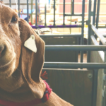 The Kendall County Fair and Rodeo