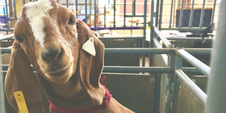Photo of The Kendall County Fair and Rodeo
